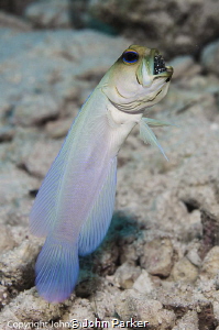 Jawfish with eggs by John Parker 